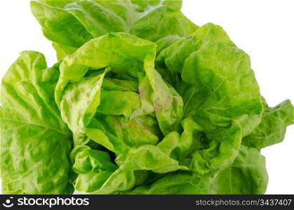 Fesh green lettuce salad closeup