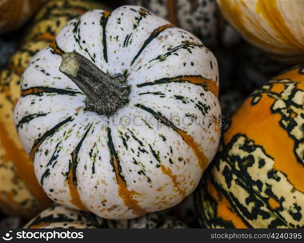 Festival-above. Pumpkin - a wonderful vegetable in autumn, which comes in many variations, here the variety theaters