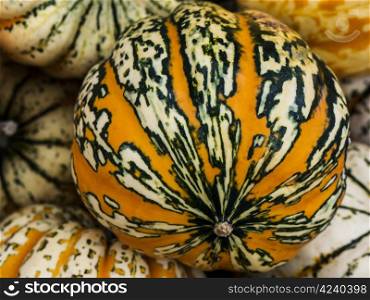 Festival-patterned. Pumpkin - a wonderful vegetable in autumn, which comes in many variations, here the variety theaters