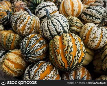 Festival-pumkins. Pumpkin - a wonderful vegetable in autumn, which comes in many variations, here the variety theaters