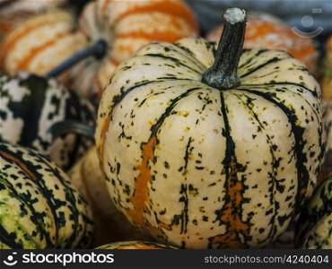 Festival-Site. Pumpkin - a wonderful vegetable in autumn, which comes in many variations, here the variety theaters