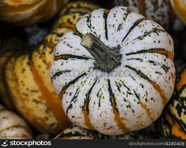 Festival-whitegreenorange. Pumpkin - a wonderful vegetable in autumn, which comes in many variations, here the variety theaters