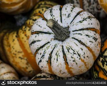 Festival-whitegreenorange. Pumpkin - a wonderful vegetable in autumn, which comes in many variations, here the variety theaters