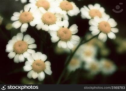 Feverfew Blossoms Glowing Against Dark Background