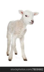 Few days old Lamb standing in front of a white background