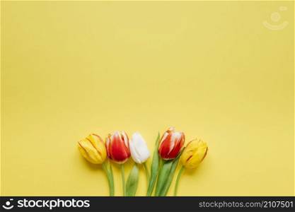 few fresh tulips yellow