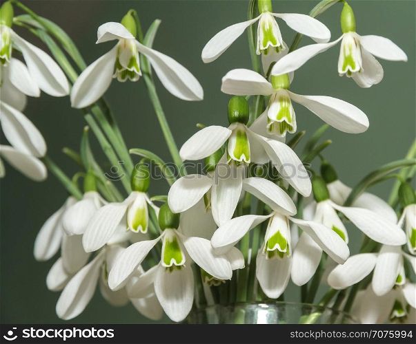 Few snowdrops from the snow. bouquet of snowdrops in a glass vase on a green background
