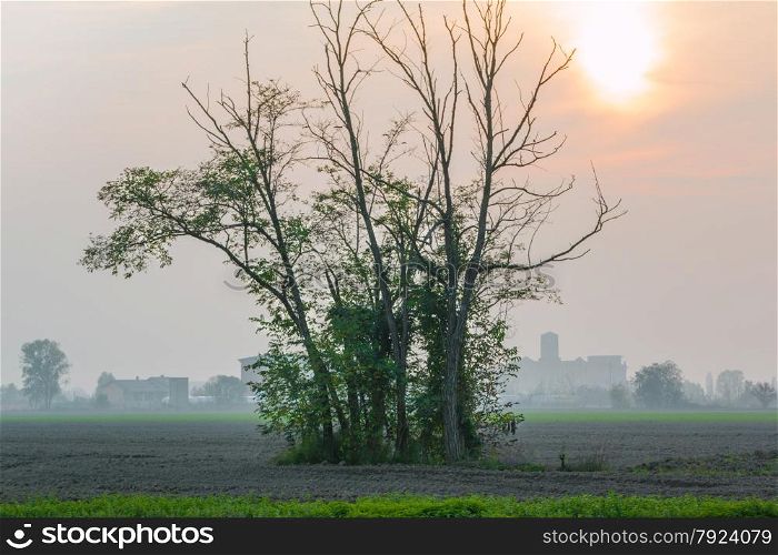 few trees in a field at sunset in a foggy day
