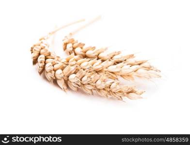 Few wheat ears isolated on white background. wheat ears isolated