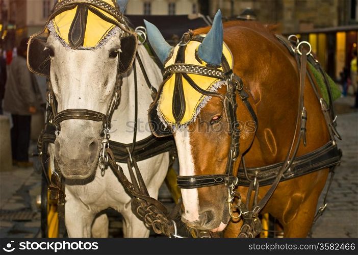 Fiaker. close up of two horses of a traditional fiaker in Vienna
