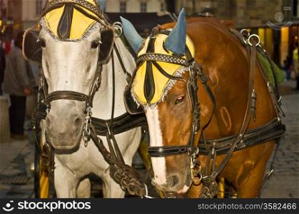 Fiaker. close up of two horses of a traditional fiaker in Vienna