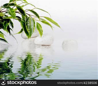 Ficcus leaves and white stones in water reflection