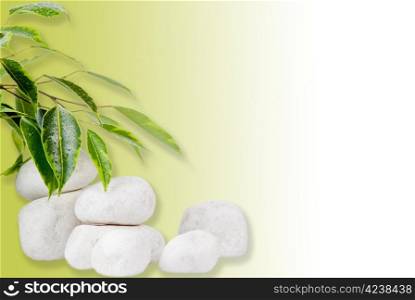 Ficcus leaves and white stones on white - green background