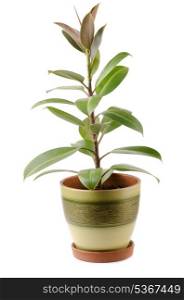 Ficus elastica houseplant in pot isolated on white