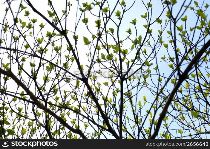 Ficus erecta