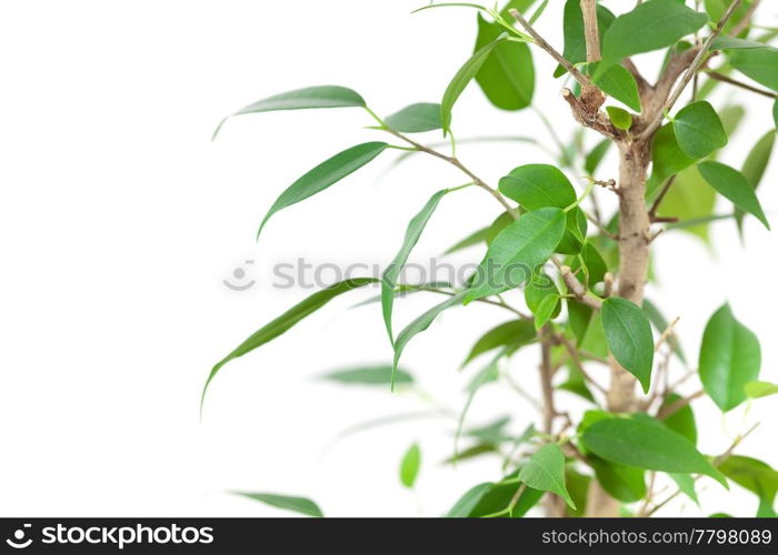 ficus in a pot on the table isolated on white