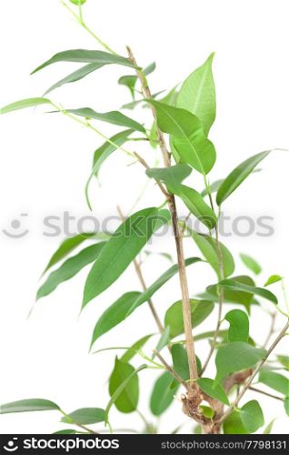 ficus in a pot on the table isolated on white