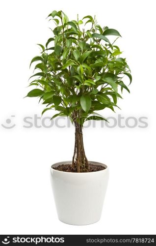 ficus isolated