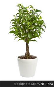 ficus isolated