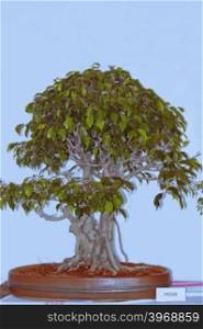 Ficus Natalensis Bonsai Tree