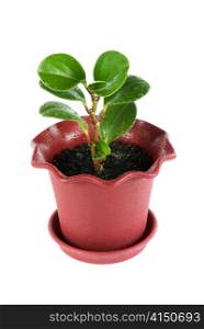 ficus plant at pot isolated on a white