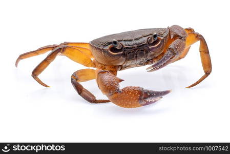 fiddler crab isolated on white background