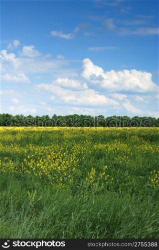 Field. A landscape about vegetation and the beautiful sky