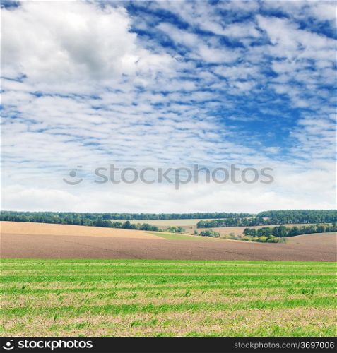 field and blue sky
