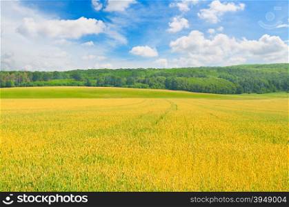 field and blue sky with light clouds