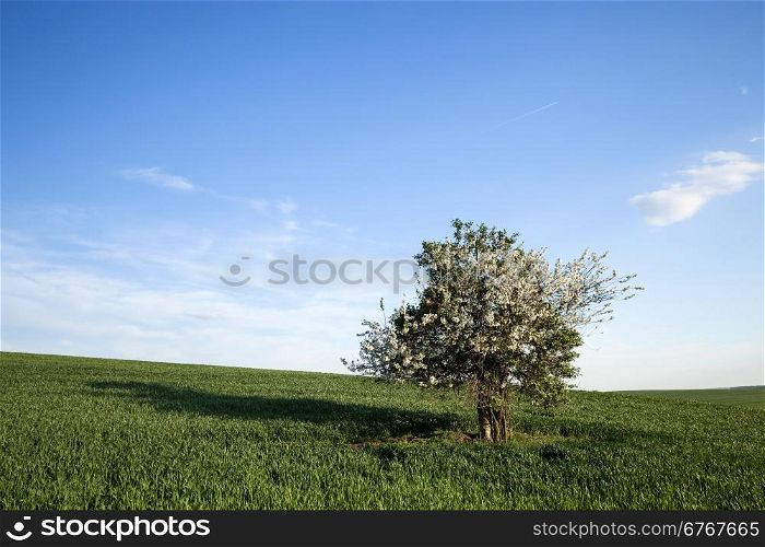 Field and cherry tree over blue sky. Nature background