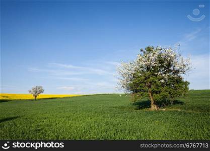 Field and cherry tree over blue sky. Nature background