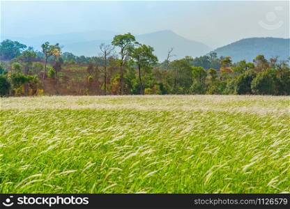 field and meadow green grass white flower with rural countryside and tree mountain background in the forest leaves season change color