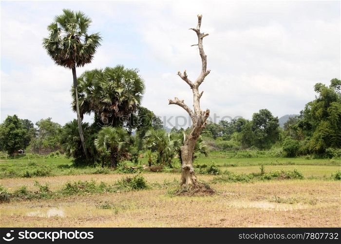 Field and palm trees in countryside in Don Khone island, Laos