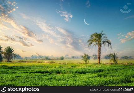 Field and palm trees near the Nile river in Egypt. Field and palm trees