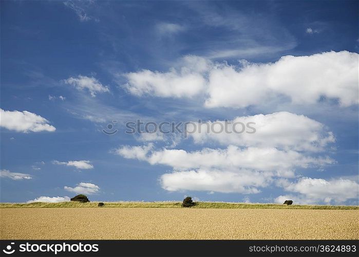 Field and sky with clouds