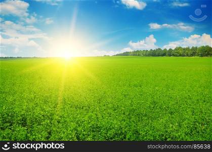 field and sun rise in the blue sky