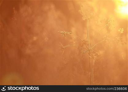 Field at sunset, sunset on meadow. Grass in the sunlight background. Summer, autumn, fall season landscape. Summertime, autumntime sun scene in Latvia. Backlight.