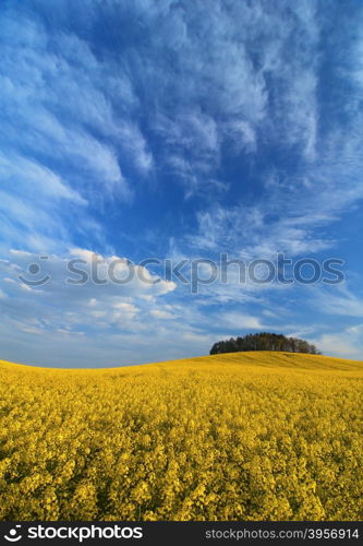 Field blossoming rape on summer day