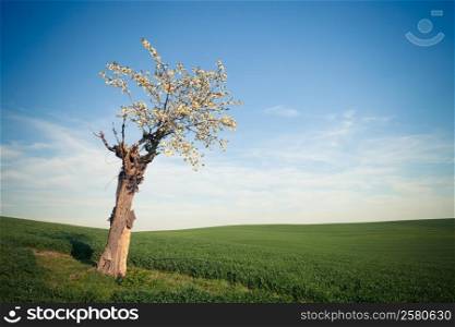 Field, cherry tree and blue sky. Nature background