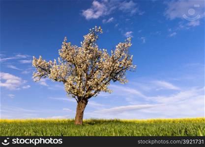 Field, cherry tree and blue sky. Nature background