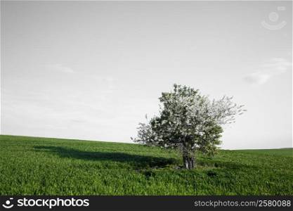 Field, cherry tree over white sky. Nature background