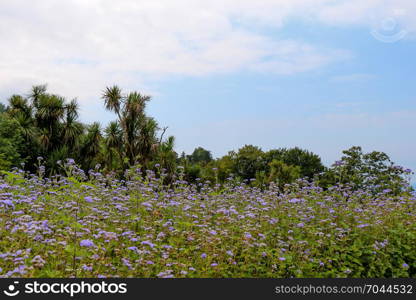 Field covered with beautiful flowers in summer time