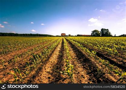 Field crops leading to a farm house