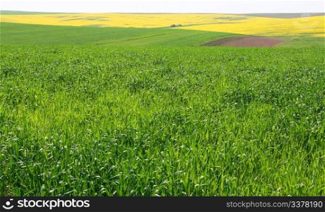 Field crops sown cereals and rape in the background