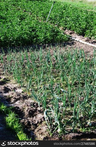 field cultivated with green onions, organic farming at the countryside