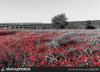 Field filled with Red Poppies and Daisies with Trees in the background on spring day in Cyprus. Rendered in red and black and white