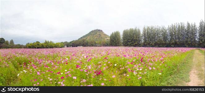 Field. Flower field. panorama of Cosmos flower in a field. background.