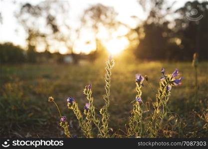 Field flower on a green meadow in spring or summer evening in sunset for background, golden hour