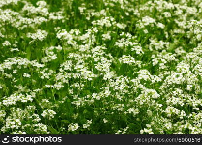 Field flowers