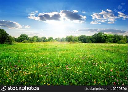 Field flowers on a beautiful spring meadow